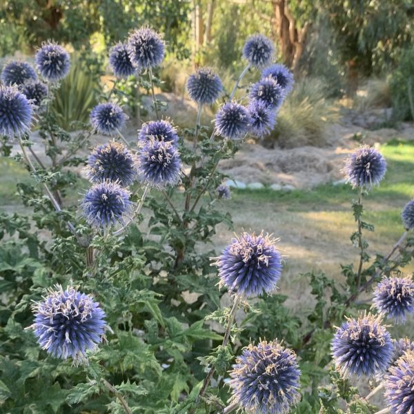 Echinops